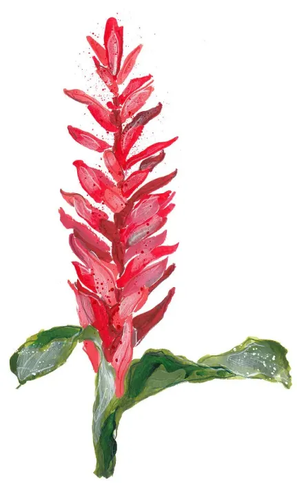 Framed Print : Red ginger flower