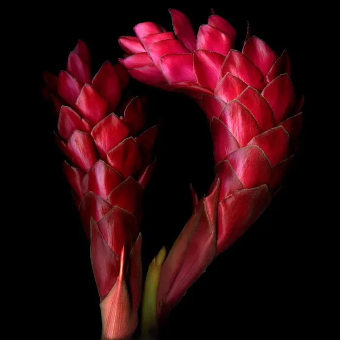 Framed Print : Red Ginger flowers Framed Print : Red Ginger flowers