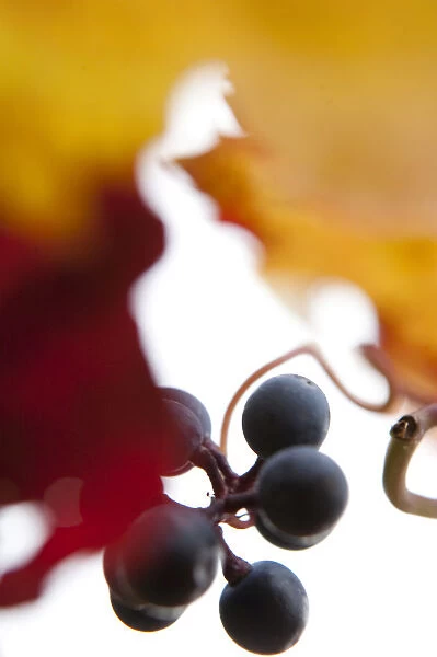 Red grapes on the vine, autumn leaves