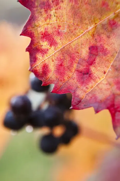Framed Print : Red grapes, vine at the Moselle river, autumn