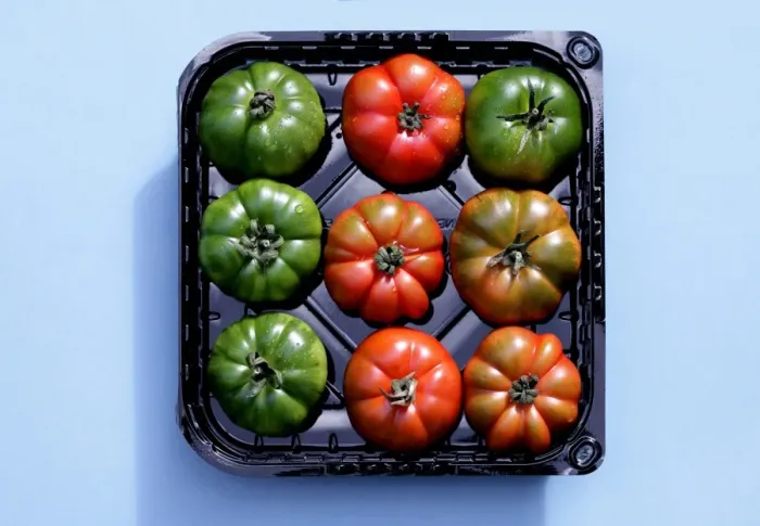 Framed Print : Red and green tomatoes in a black plastic tray Framed Print : Red and green tomatoes in a black plastic tray
