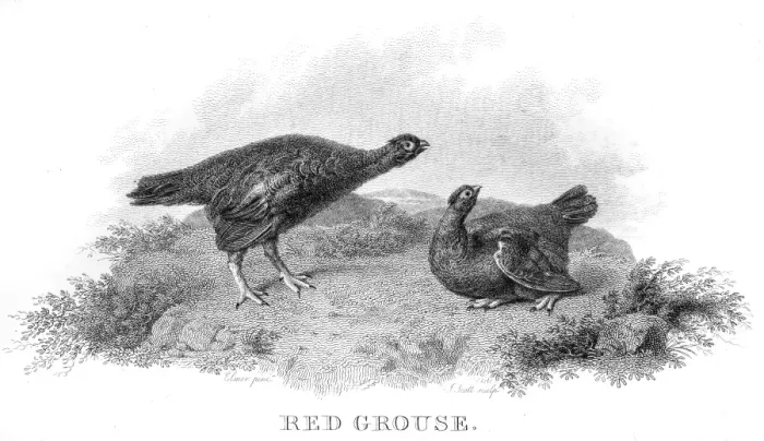 Framed Print : Red grouse engraving 1802 Framed Print : Red grouse engraving 1802