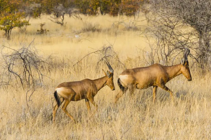 Framed Print : Red hartebeest, -Alcelaphus buselaphus- in dry grass, Etosha National Park, Namibia Framed Print : Red hartebeest, -Alcelaphus buselaphus- in dry grass, Etosha National Park, Namibia