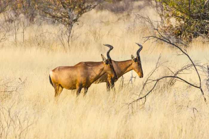 Framed Print : Red hartebeest, -Alcelaphus buselaphus- in dry grass, Etosha National Park, Namibia Framed Print : Red hartebeest, -Alcelaphus buselaphus- in dry grass, Etosha National Park, Namibia