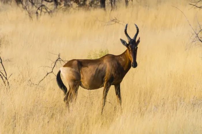 Framed Print : Red hartebeest, -Alcelaphus buselaphus- in dry grass, Etosha National Park, Namibia Framed Print : Red hartebeest, -Alcelaphus buselaphus- in dry grass, Etosha National Park, Namibia