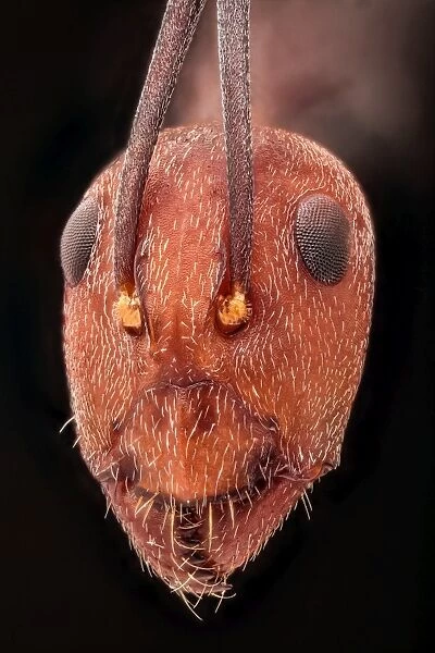 Red headed African ant