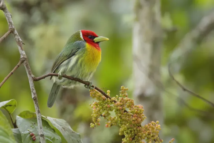 Framed Print : Red-headed Barbet Framed Print : Red-headed Barbet