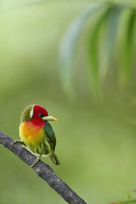 Framed Print : Red-headed Barbet Framed Print : Red-headed Barbet