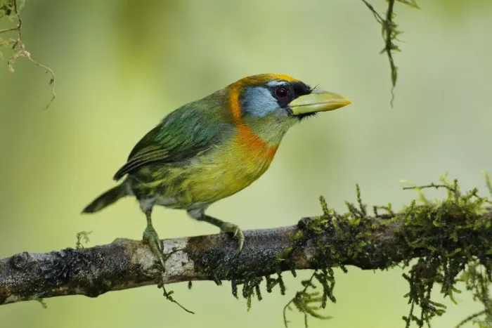 Framed Print : Red-headed Barbet female (Eubucco bourcierii) Framed Print : Red-headed Barbet female (Eubucco bourcierii)