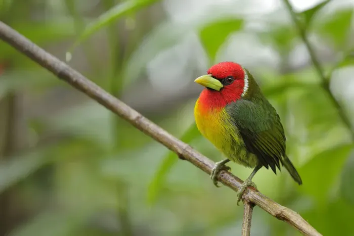 Framed Print : Red-headed Barbet male (Eubucco bourcierii) Framed Print : Red-headed Barbet male (Eubucco bourcierii)