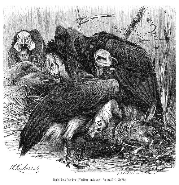Red-headed vulture engraving 1892