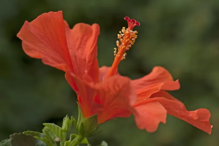 Framed Print : Red Hibiscus flower -Hibiscus-, Bavaria, Germany Framed Print : Red Hibiscus flower -Hibiscus-, Bavaria, Germany