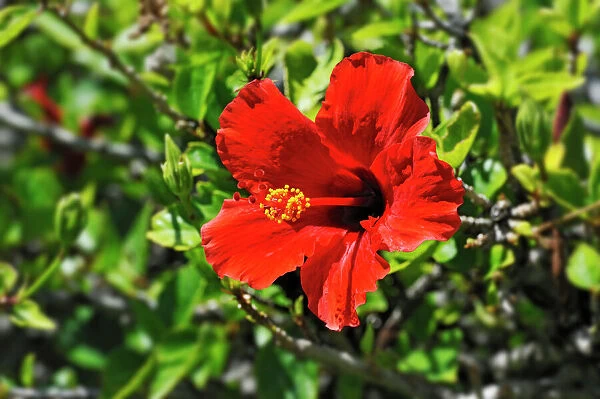 Red Hibiscus flower -Hibiscus-, Windhoek, Namibia