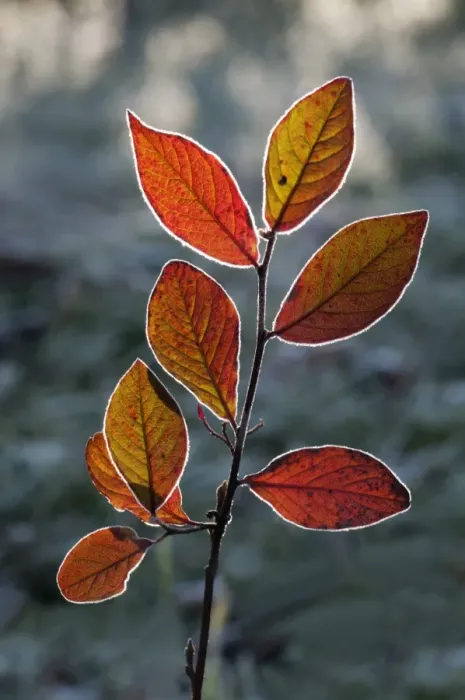 Framed Print : Red Honeysuckle -Lonicera xylosteum-, branch with a light covering of hoarfrost, Untergroeningen, Baden-Wuerttemberg, Germany, Europe