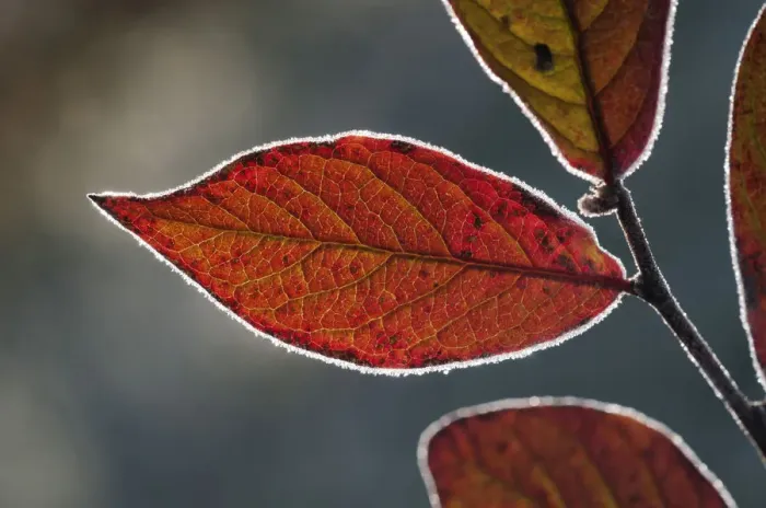 Framed Print : Red Honeysuckle -Lonicera xylosteum-, leaf with a light covering of hoarfrost, Untergroeningen, Baden-Wuerttemberg, Germany, Europe Framed Print : Red Honeysuckle -Lonicera xylosteum-, leaf with a light covering of hoarfrost, Untergroeningen, Baden-Wuerttemberg, Germany, Europe