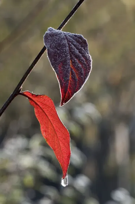 Framed Print : Red Honeysuckle -Lonicera xylosteum-, first hoarfrost on leaves, Untergroeningen, Baden-Wuerttemberg, Germany, Europe Framed Print : Red Honeysuckle -Lonicera xylosteum-, first hoarfrost on leaves, Untergroeningen, Baden-Wuerttemberg, Germany, Europe
