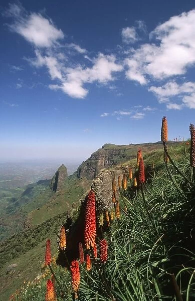 Red-Hot Pocker Flowers Against Green Mountain Landscape