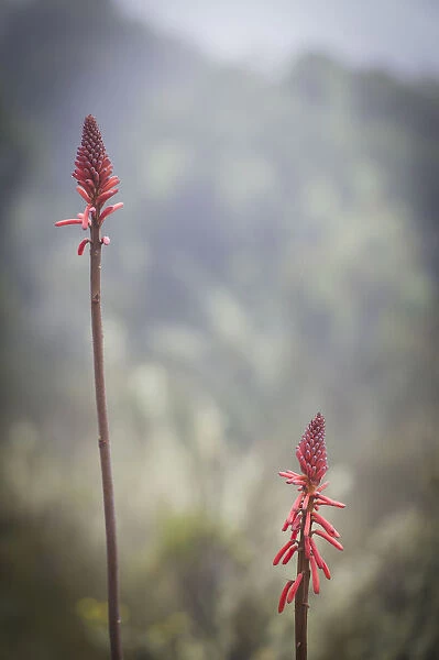 Red-hot poker flower, Kniphofia thomsonii, blooming in semi-alpine heath zone, Mount Kilimanjaro, Kilimanjaro Region, Tanzania