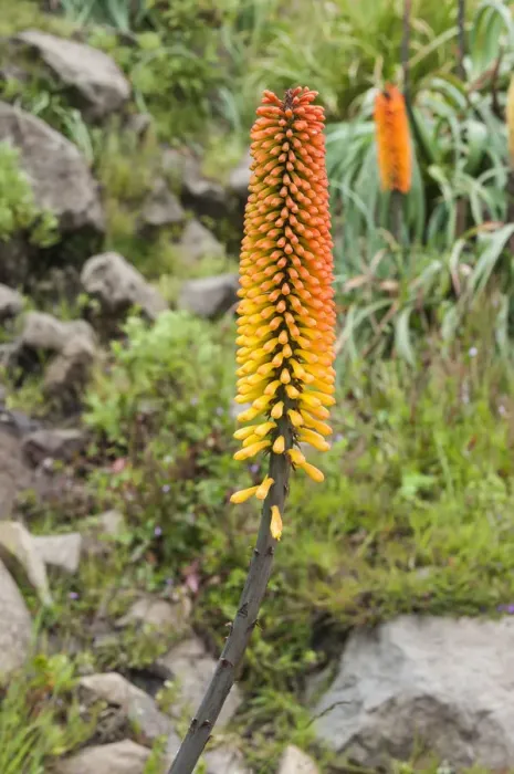 Framed Print : Red hot poker, Simien Mountains, Ethiopia