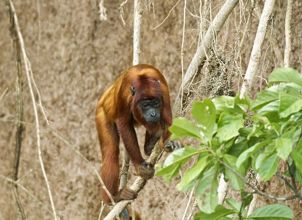 Red Howler Monkey -Alouatta seniculus-, Tambopata Nature Reserve, Madre de Dios Region, Peru