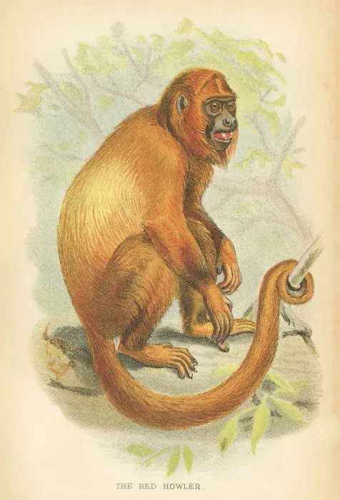 Framed Print : Red howler primate 1894