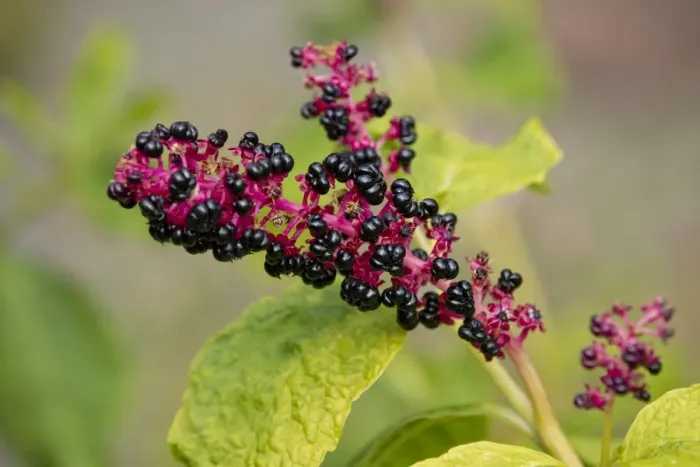 Framed Print : Red-ink Plant or Indian Pokeweed -Phytolacca acinosa-, infructescence, Thuringia, Germany Framed Print : Red-ink Plant or Indian Pokeweed -Phytolacca acinosa-, infructescence, Thuringia, Germany