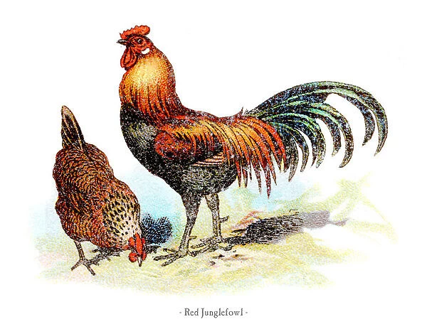 Red junglefowl chicken chromolithography 1882