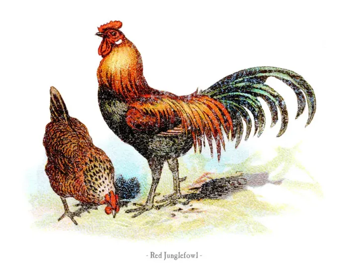 Framed Print : Red junglefowl chicken chromolithography 1882 Framed Print : Red junglefowl chicken chromolithography 1882