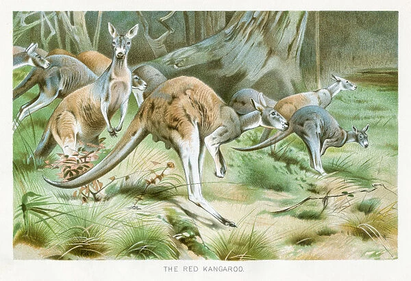Red kangaroo chromolithograph 1896