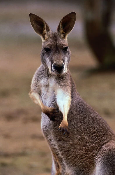 Red Kangaroo (Macropus rufus), Australia
