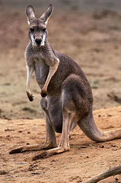 Red Kangaroo (Macropus rufus) standing on sandy terrain, Australia