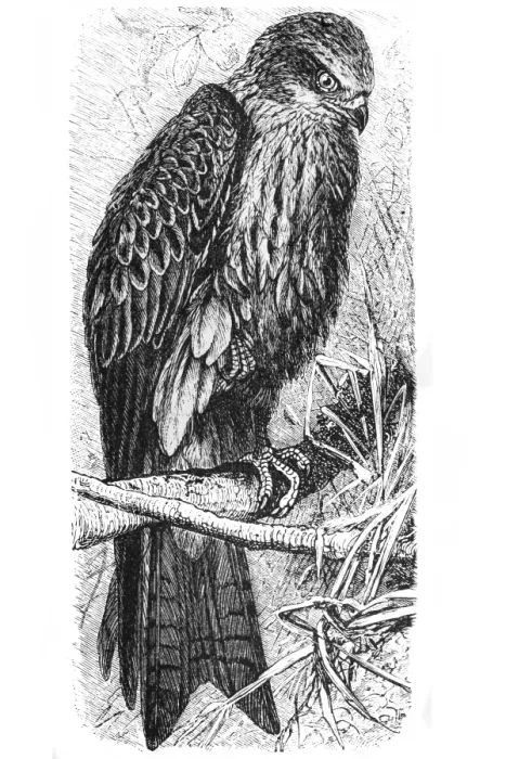 Framed Print : Red kite (Milvus milvus) Framed Print : Red kite (Milvus milvus)