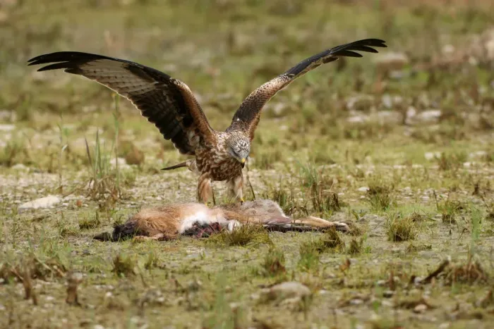 Framed Print : Red Kite -Milvus milvus- feeding on hare, Allgaeu, Bavaria, Germany, Europe Framed Print : Red Kite -Milvus milvus- feeding on hare, Allgaeu, Bavaria, Germany, Europe