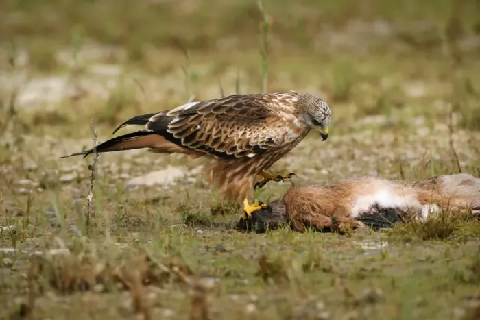 Framed Print : Red Kite -Milvus milvus- feeding on hare, Allgaeu, Bavaria, Germany, Europe Framed Print : Red Kite -Milvus milvus- feeding on hare, Allgaeu, Bavaria, Germany, Europe