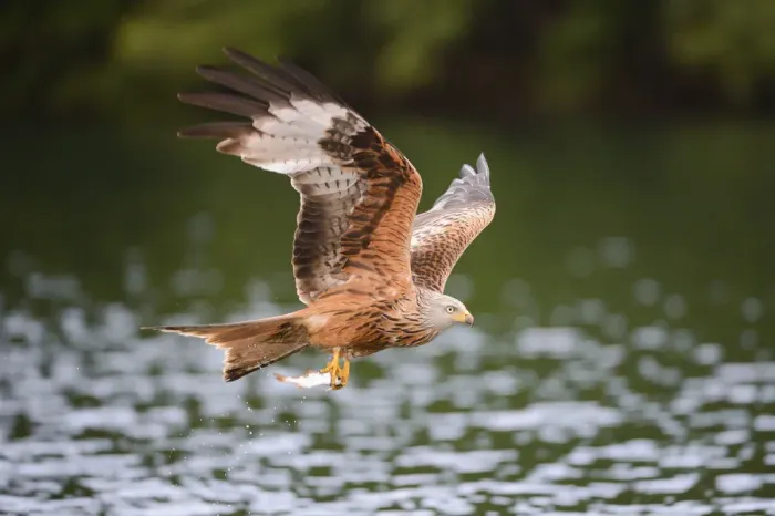 Framed Print : Red Kite -Milvus milvus- flying with prey across a lake, Mecklenburg-Western Pomerania, Germany Framed Print : Red Kite -Milvus milvus- flying with prey across a lake, Mecklenburg-Western Pomerania, Germany