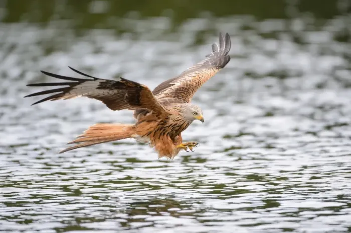 Framed Print : Red Kite -Milvus milvus- hunting over a lake, Mecklenburg-Western Pomerania, Germany