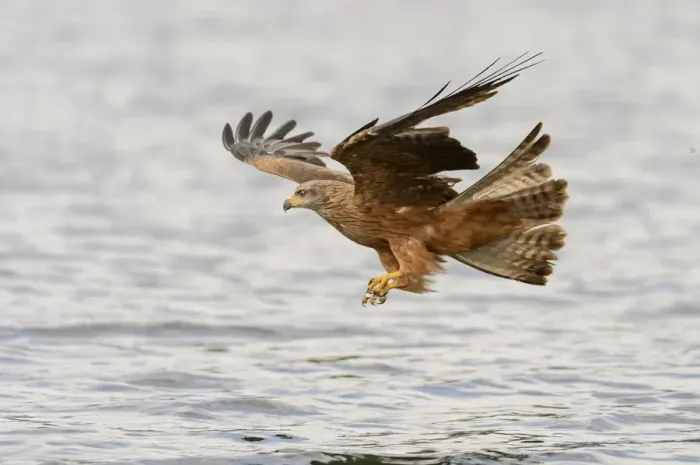 Framed Print : Red Kite -Milvus milvus- hunting over a lake, Mecklenburg-Western Pomerania, Germany Framed Print : Red Kite -Milvus milvus- hunting over a lake, Mecklenburg-Western Pomerania, Germany