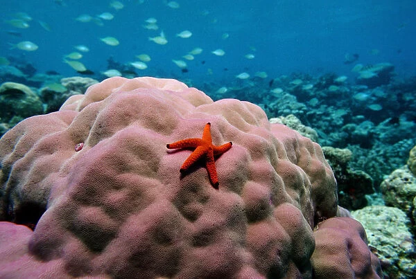 Red-knobbed star (Fromia elegans) on Pore Coral, Indian Ocean, Maldives