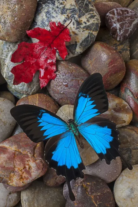 Framed Print : Red leaf, blue, butterfly, insect