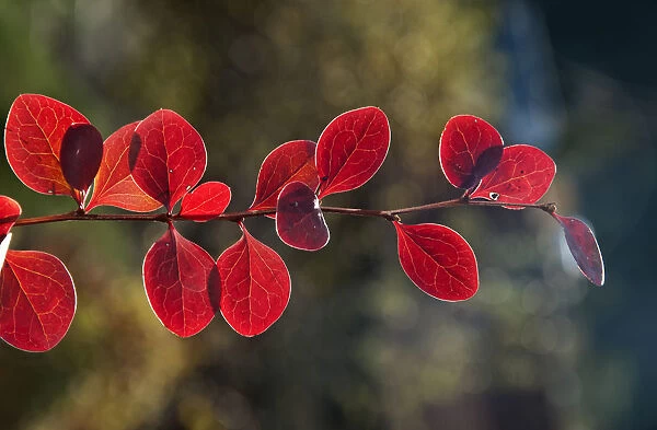 Red Leaf Japanese Barberry -Berberis thunbergii atropurpurea-, branch, Untergroningen, Abtsgmuend, Baden-Wurttemberg, Germany