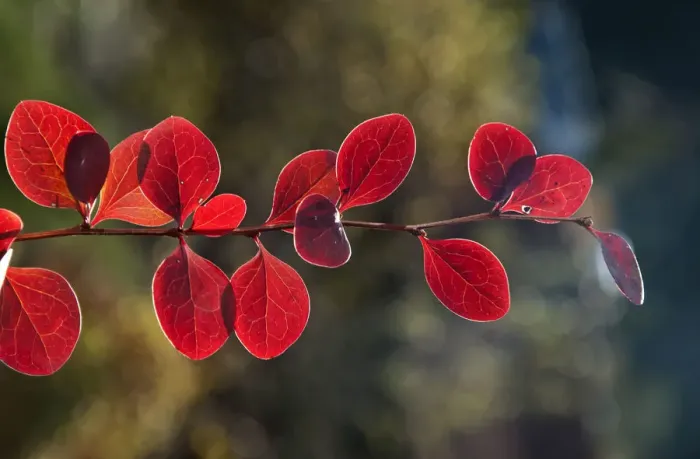 Framed Print : Red Leaf Japanese Barberry -Berberis thunbergii atropurpurea-, branch, Untergroningen, Abtsgmuend, Baden-Wurttemberg, Germany Framed Print : Red Leaf Japanese Barberry -Berberis thunbergii atropurpurea-, branch, Untergroningen, Abtsgmuend, Baden-Wurttemberg, Germany
