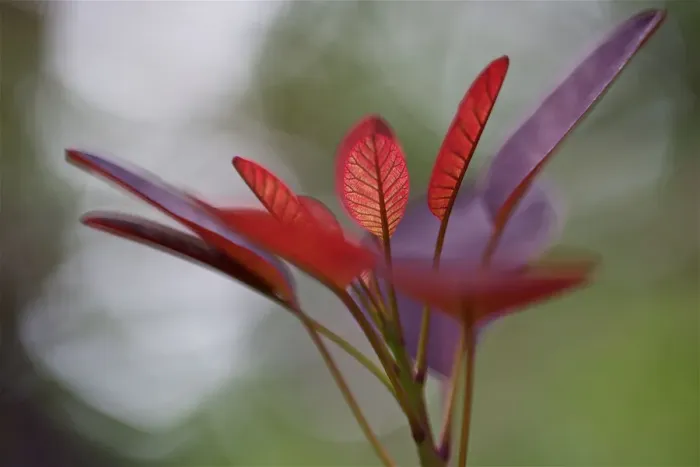 Framed Print : Red Leaves at High Resolution Showing Extreme Detail Framed Print : Red Leaves at High Resolution Showing Extreme Detail