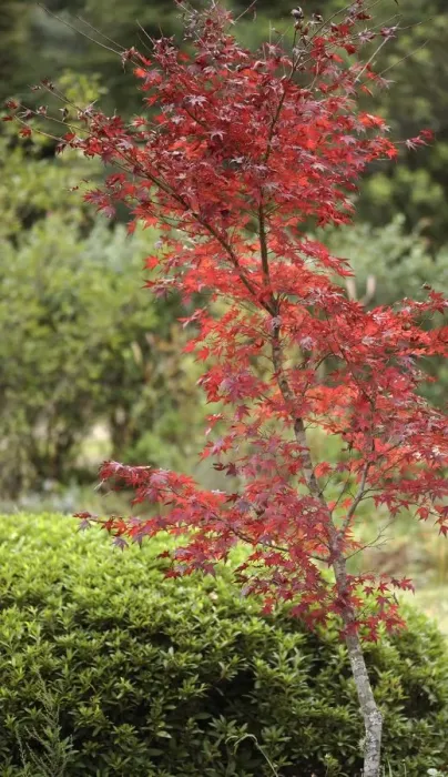 Framed Print : Red Leaves of a Japanese Maple Tree Framed Print : Red Leaves of a Japanese Maple Tree