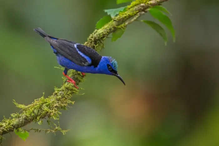 Framed Print : Red-legged Honeycreeper