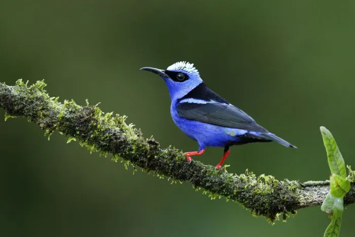 Framed Print : Red-legged Honeycreeper Framed Print : Red-legged Honeycreeper