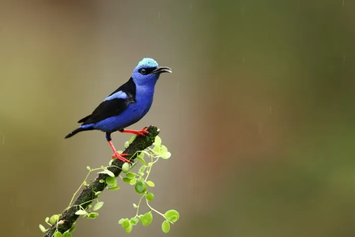 Framed Print : Red-legged Honeycreeper (Cyanerpes cyaneus) Framed Print : Red-legged Honeycreeper (Cyanerpes cyaneus)