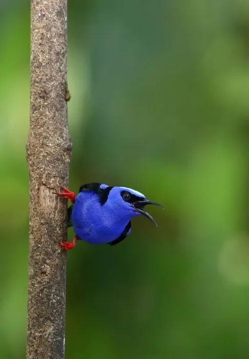 Framed Print : Red-legged Honeycreeper (Cyanerpes cyaneus) Costa Rica Framed Print : Red-legged Honeycreeper (Cyanerpes cyaneus) Costa Rica