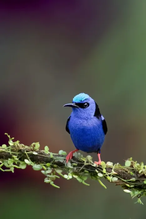 Framed Print : Red-legged Honeycreeper (Cyanerpes cyaneus) Costa Rica