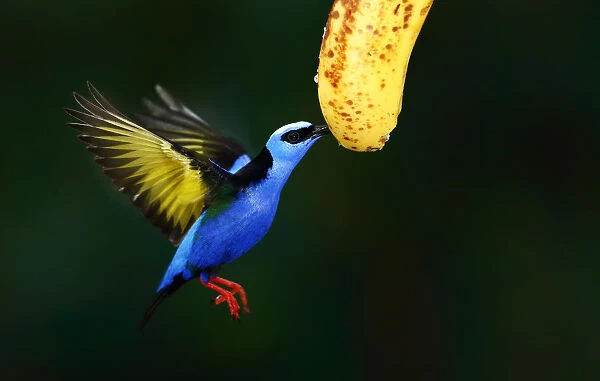 Red-legged Honeycreeper eating banana - Costa Rica