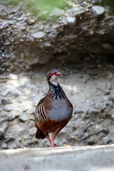 Framed Print : Red-legged Partridge (Alectoris rufa), Alpine Zoo Innsbruck, Tyrol, Austria, Europe Framed Print : Red-legged Partridge (Alectoris rufa), Alpine Zoo Innsbruck, Tyrol, Austria, Europe